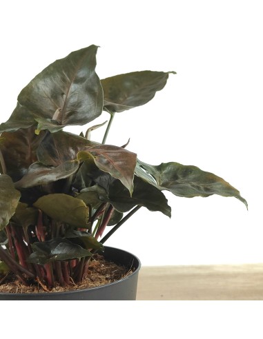 Syngonium Arrow (maceta de 12 cm ø)