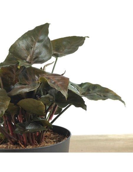Syngonium Arrow (maceta de 12 cm ø)