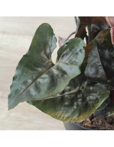 Syngonium Arrow (maceta de 12 cm ø)