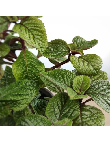 Plectranthus Ciliatus (vaso 13 cm Ø)