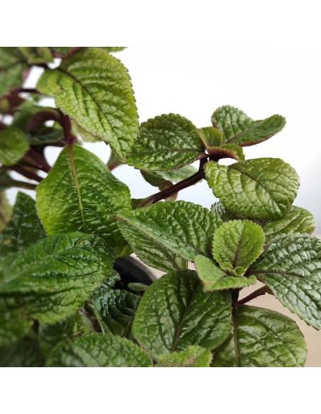 Plectranthus Ciliatus (vaso 13 cm Ø)