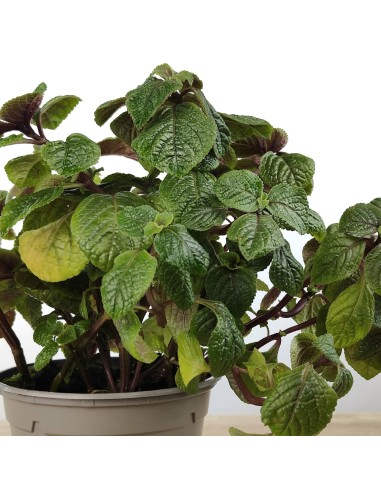 Planta del diner (test 10,5 cm ø)