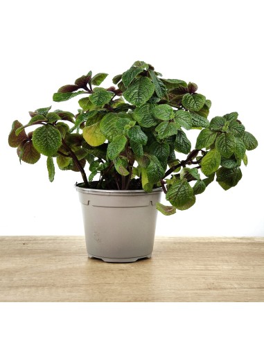 Planta del diner (test 10,5 cm ø)