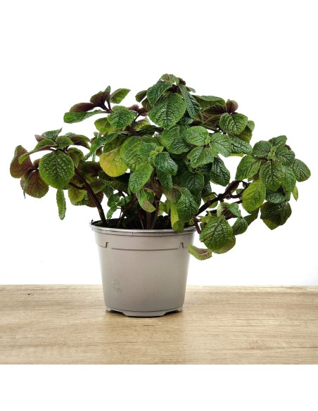 Planta del diner (test 10,5 cm ø)