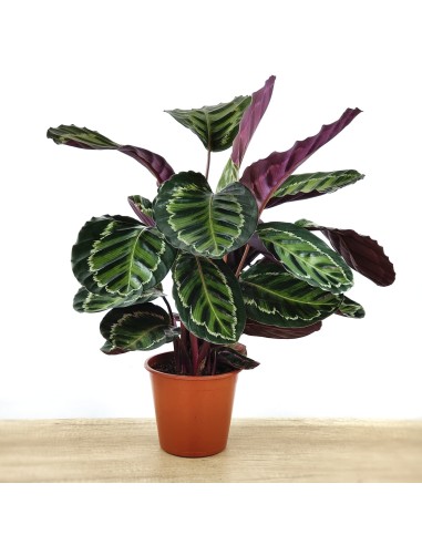 Calatea Medaillon (test 19 cm Ø)