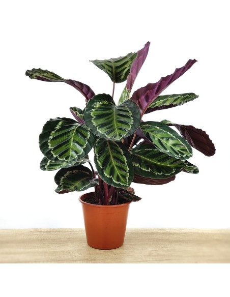 Calatea Medaillon (test 19 cm Ø)