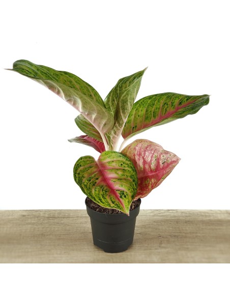 Aglaonema Grand Blossom (test 12 cm  Ø)