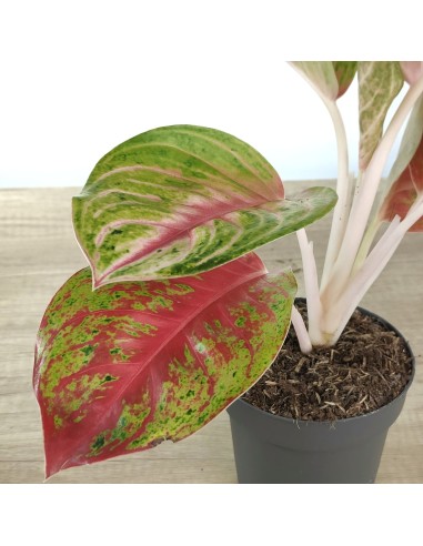 Aglaonema Grand Blossom (test 12 cm  Ø)