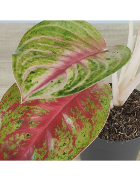 Aglaonema Grand Blossom (test 12 cm  Ø)