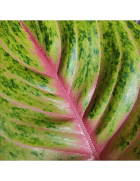 Aglaonema Grand Blossom (test 12 cm  Ø)