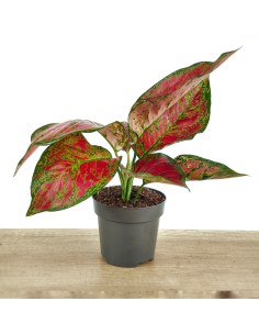 Aglaonema Ruby Love (vaso de 12 cm Ø)