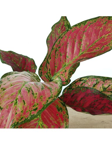 Aglaonema Ruby Love (pot 12 cm Ø)
