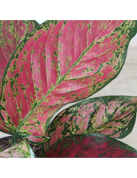 Aglaonema Ruby Love (maceta 12 cm  Ø)