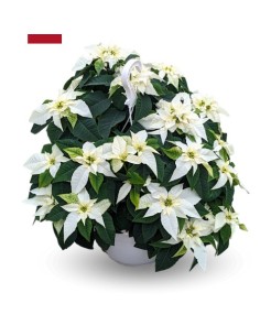 Poinsettia o Flor de pascua blanca (tarrina 25 cm Ø)