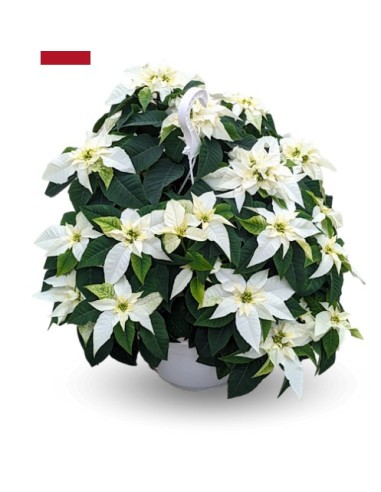 Poinsettia blanc (pot 25 cm Ø)