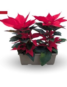 Poinsettia o Flor de pascua roja (jardinera 25 cm con 2 ponsetia)