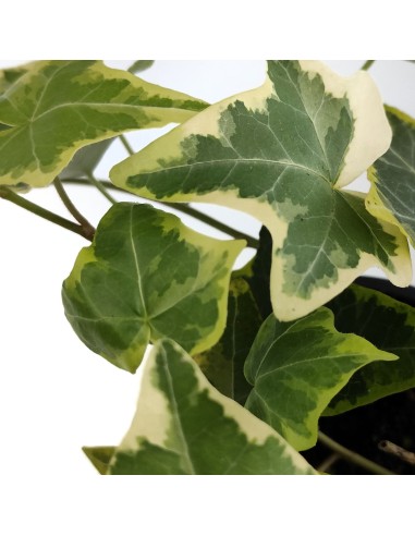 Hera de interior