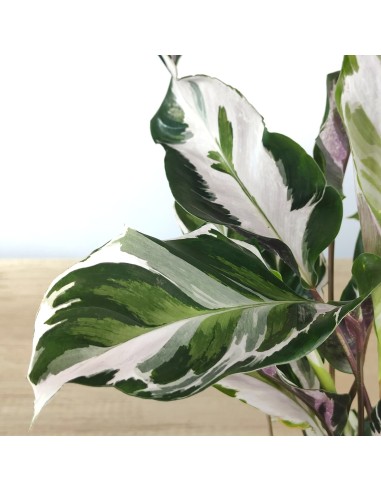 Calatea Fusion White (test 14 cm ø)
