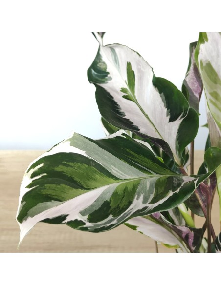 Calathea Fusion White (maceta 14 cm ø)