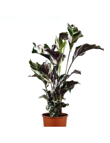 Calatea Fusion White (test 14 cm ø)