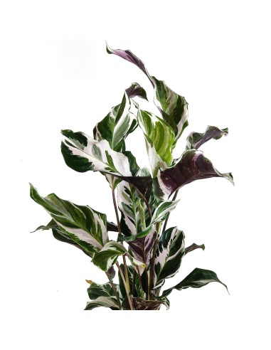Calathea Fusion White (maceta 14 cm ø)