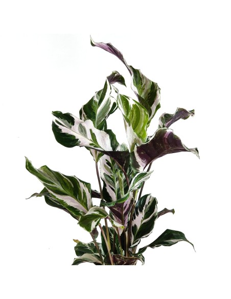 Calathea Fusion White (vaso 14 cm ø)