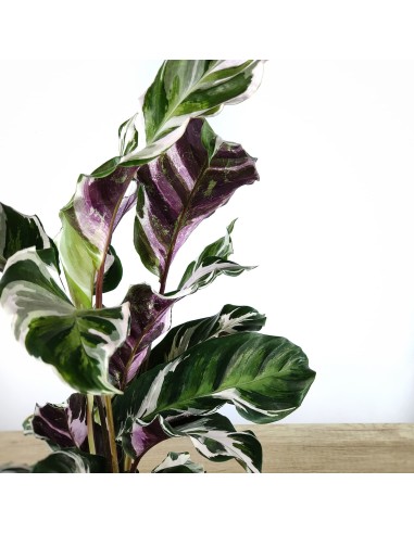 Calathea Fusion White (pot 14 cm ø)