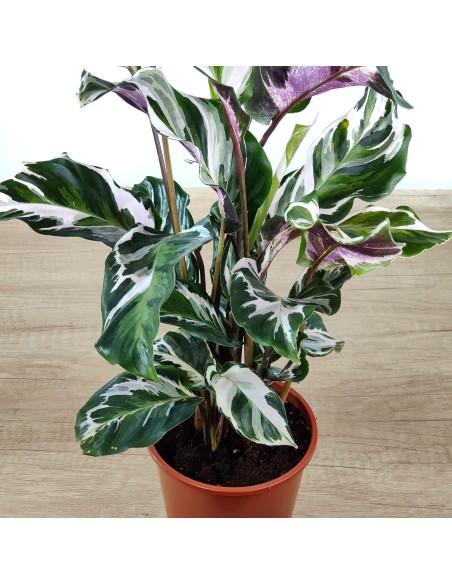 Calathea Fusion White (vaso 14 cm ø)