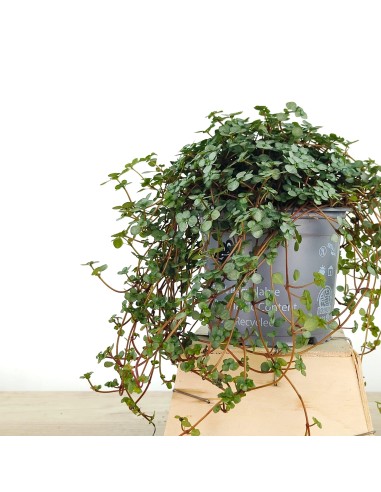 Pilea Glauca (test 10,5 cm Ø)