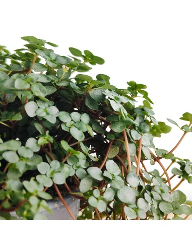 Pilea Glauca (test 10,5 cm Ø)