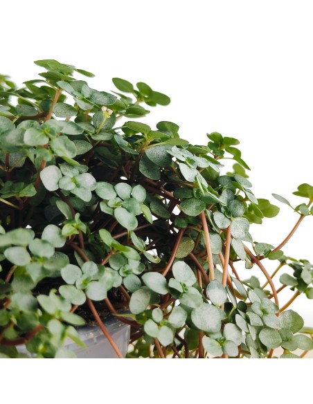 Pilea Glauca (test 10,5 cm Ø)