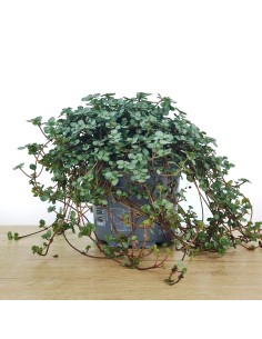 Pilea Glauca (maceta 10,5 cm Ø)