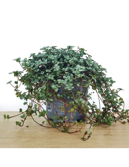 Pilea Glauca (test 10,5 cm Ø)