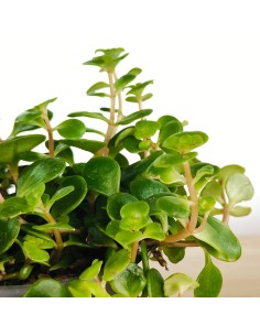 Sedum Makinoi (maceta 8 cm Ø)