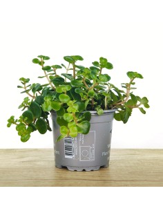 Sedum Makinoi (maceta 8 cm Ø) 2