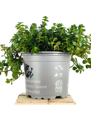 Sedum Salsa Verde (maceta 8 cm Ø)