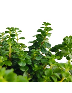 Sedum Salsa Verde (maceta 8 cm Ø) 2