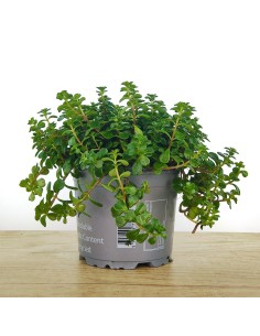 Sedum Salsa Verde (vaso de 8 cm Ø)