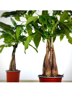 Pachira aquatica (test 12 cm Ø) 2
