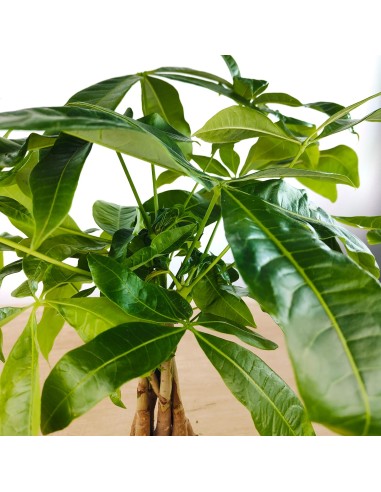 Pachira aquatica (test 12 cm Ø)