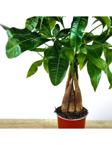Pachira aquatica (pot 12 cm Ø)