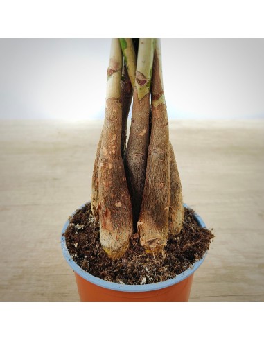 Pachira aquatica (pot 12 cm Ø)