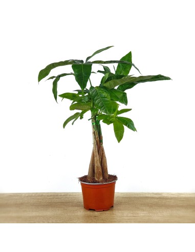 Pachira aquatica (pot 12 cm Ø)