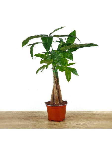 Pachira aquatica (test 12 cm Ø)