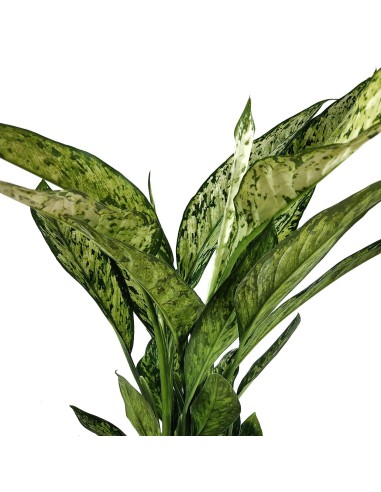 Dieffenbachia Vesuvius (vaso de 17 cm Ø)