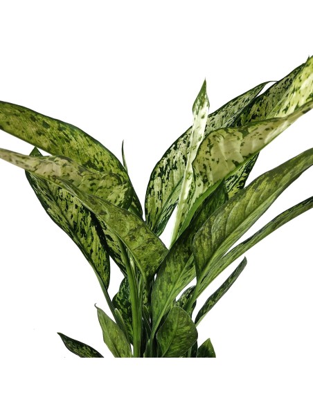 Dieffenbachia Vesuvius (vaso de 17 cm Ø)