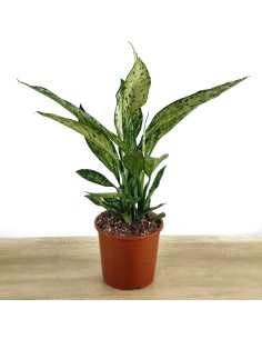 Dieffenbachia Vesuvius (maceta 17 cm Ø)