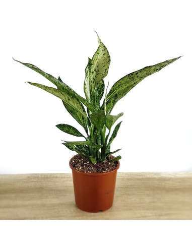 Dieffenbachia Vesuvius (vaso de 17 cm Ø)