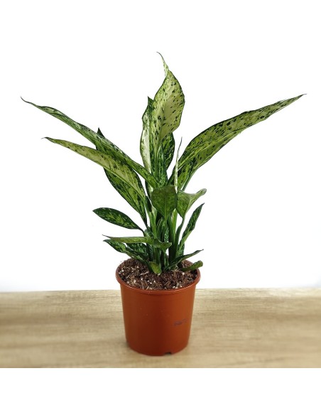 Dieffenbachia Vesuvius (vaso de 17 cm Ø)