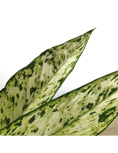 Dieffenbachia Vesuvius (vaso de 17 cm Ø)